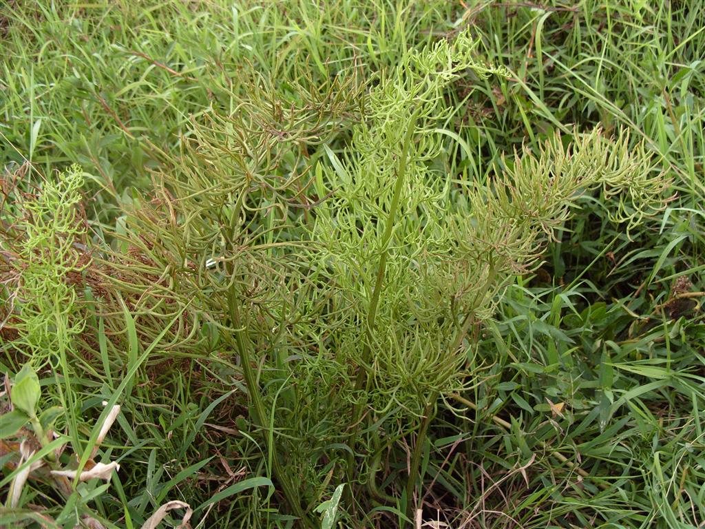  p>水蕨科(parkeriaceae),一年或多年生 a href="#" data-lemmaid="