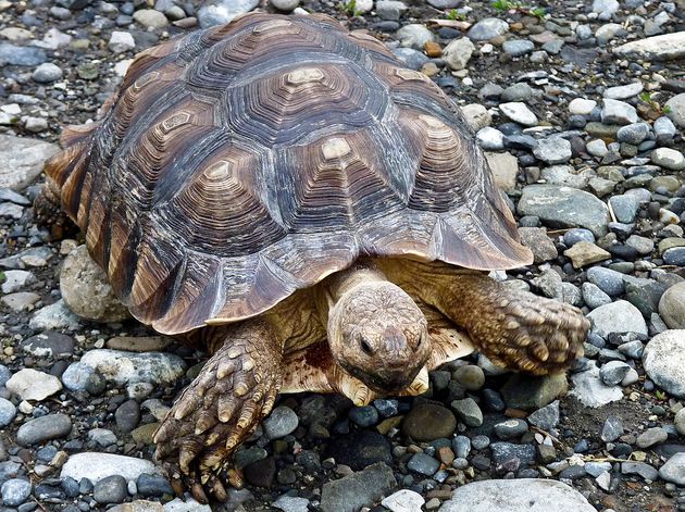  p>苏卡达陆龟(学名: i>centrochelys sulcata /i>):是爬行纲,龟鳖目