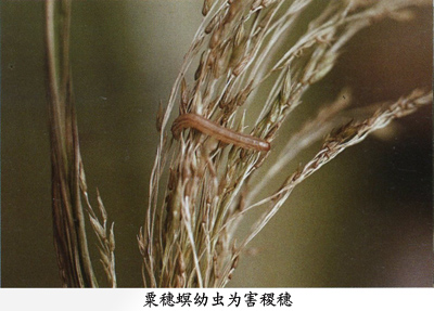  p>昆虫名,为鳞翅目,螟蛾科.分布在华北,华东,中南,西南等地.