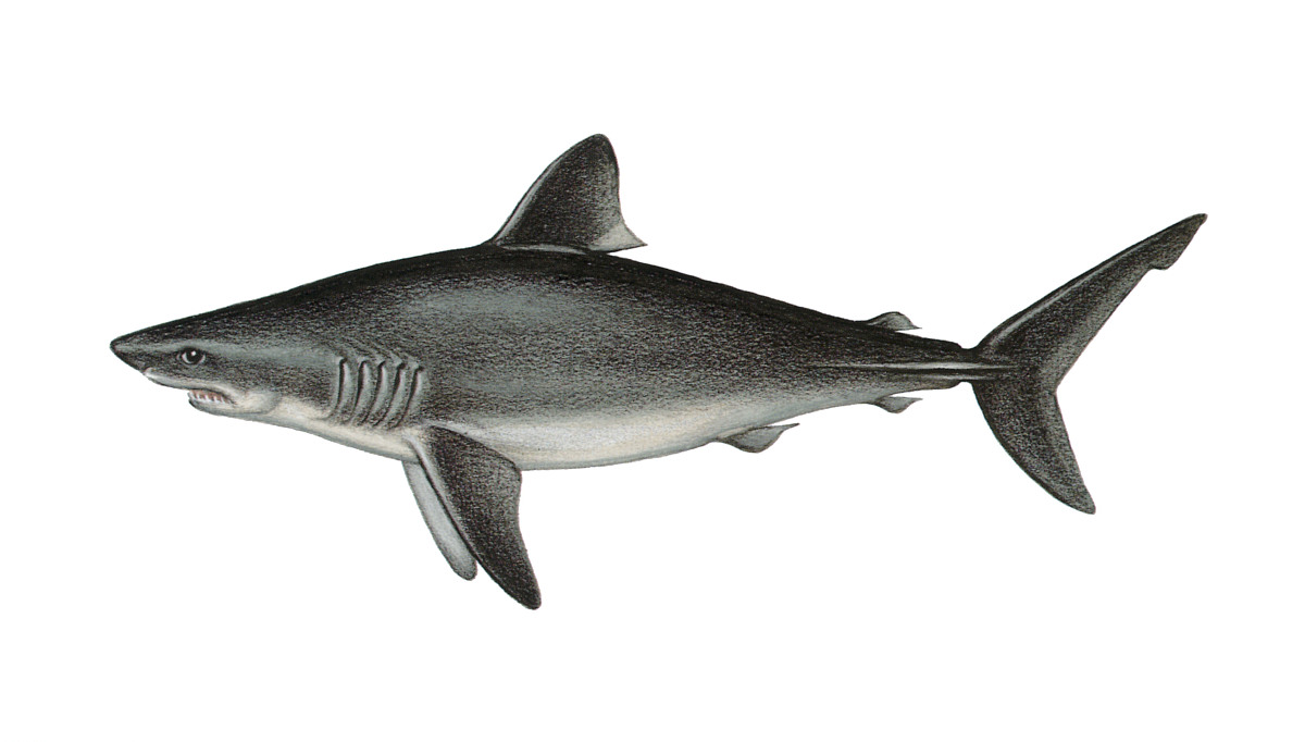  p>条纹鼠鲨[striatolamia] /p> p>目:鼠鲨目; /p> p>科:齿鲨科; /p> 