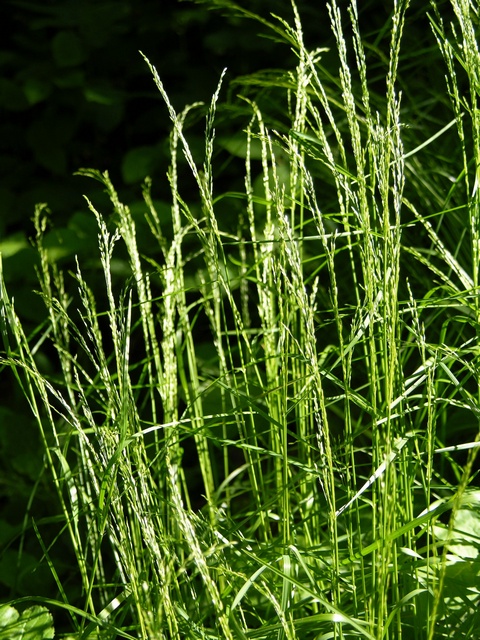 poa nemoralis