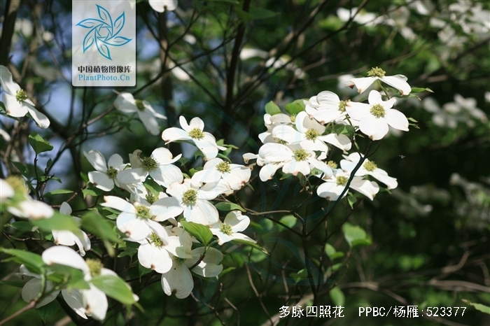  p>多脉四照花是(学名: i>dendrobenthamia multinervosa /i> (pojark