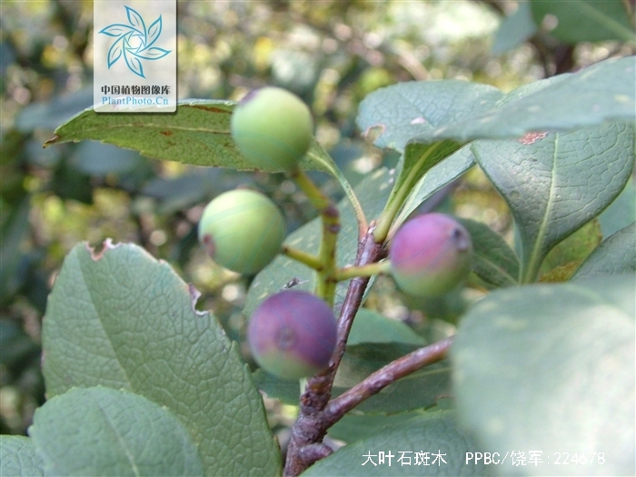  p>大叶石斑木(学名:rhaphiolepis major cardot),是 a target="