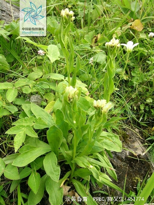  p>根状茎稍细长,木质;匍枝细长,有膜质 a target="_blank" href="