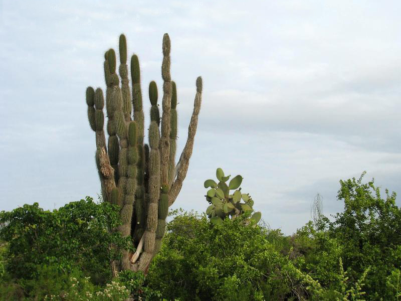 科隆群岛仙人掌