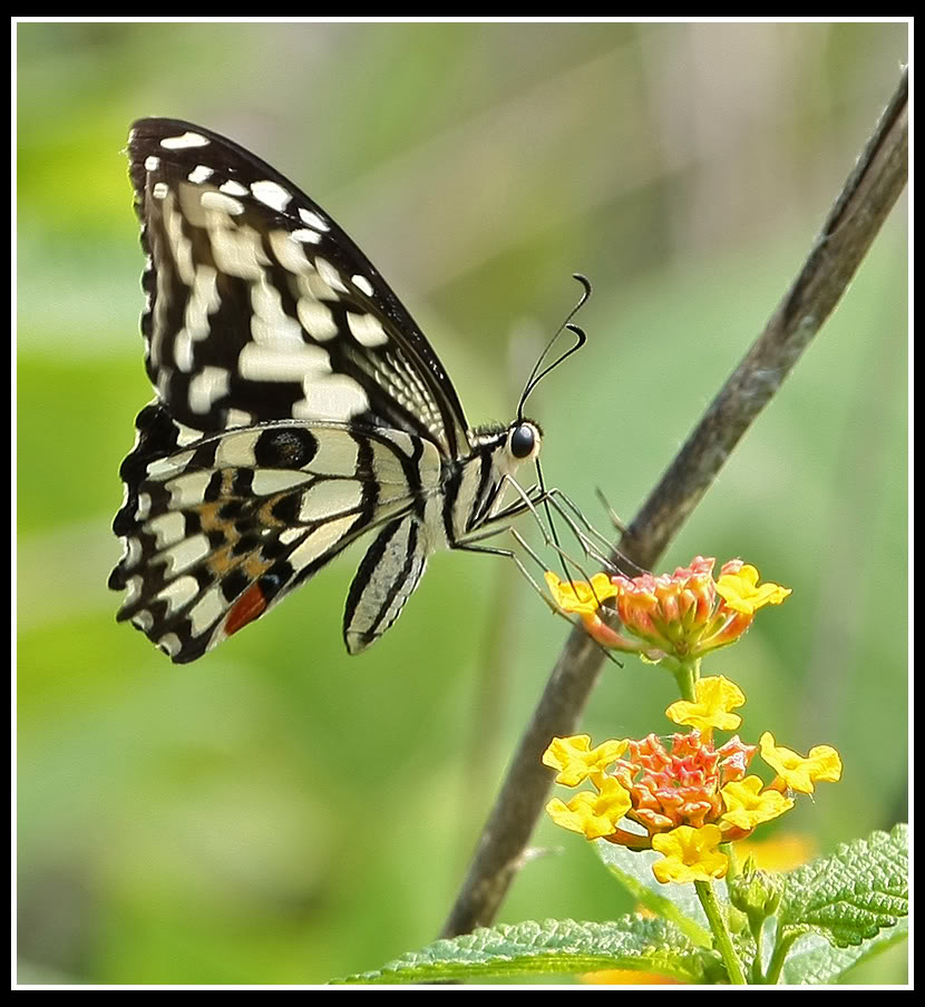 papiliodemoleuslinnaeus