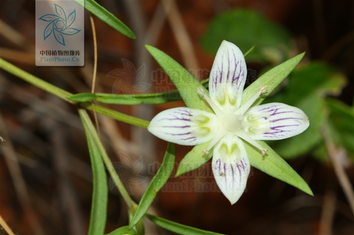  p>斜茎獐牙菜(学名: i>swertia patens /i> burk.