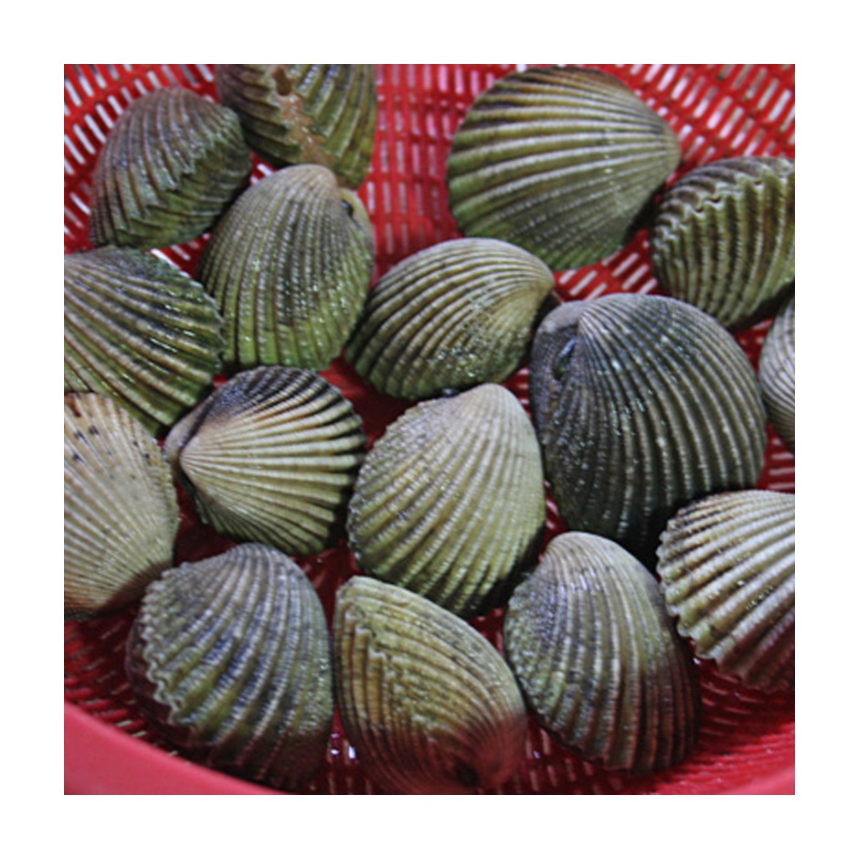 scapharca subcrenata