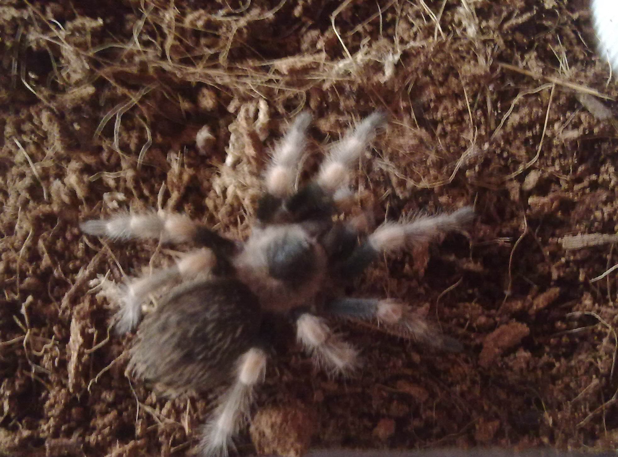  p>墨西哥血脚,英文名mexican bloodleg tarantula,拉丁学名