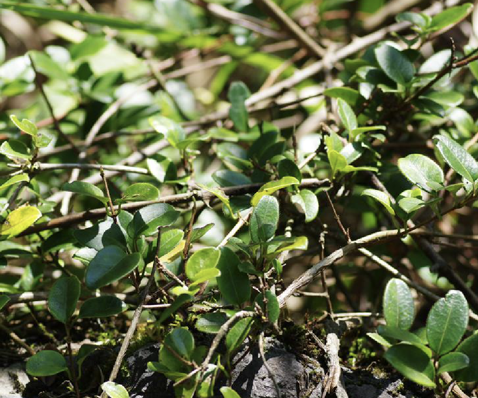 lonicera crassifolia