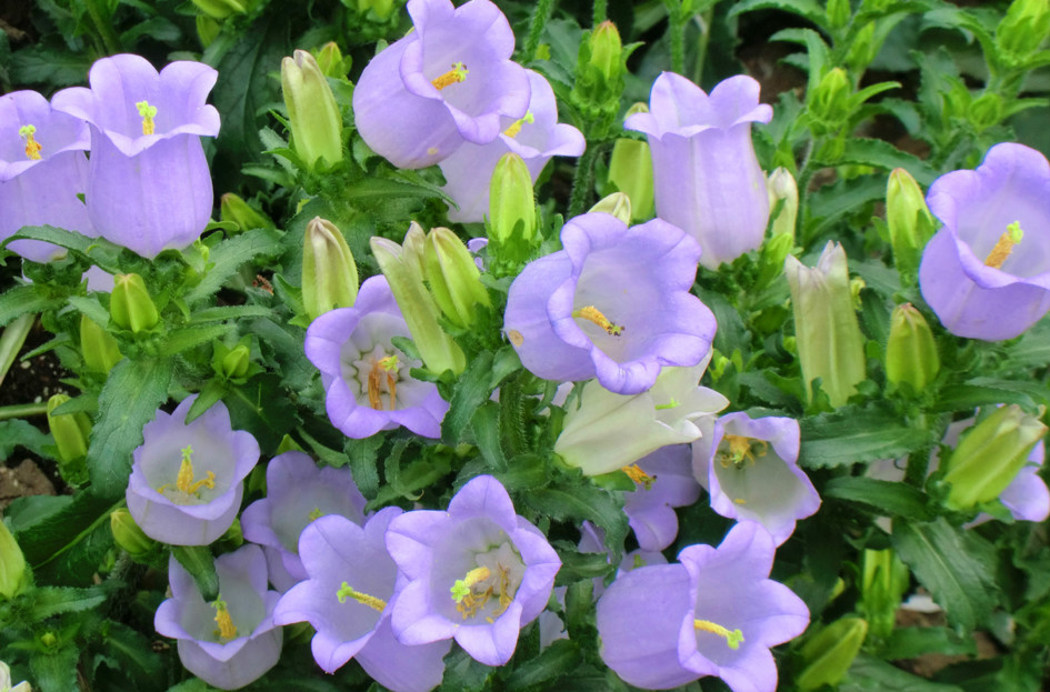 是桔梗科,风铃草属二年生宿根草本植物,株高50-120厘米;茎粗壮直立