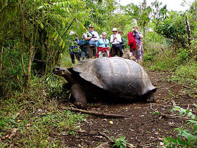 galapagos giant tortoise