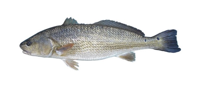  p>美国红鱼, i>sciaenops ocellatus  /i>(linnaeus, 1766),又称 a