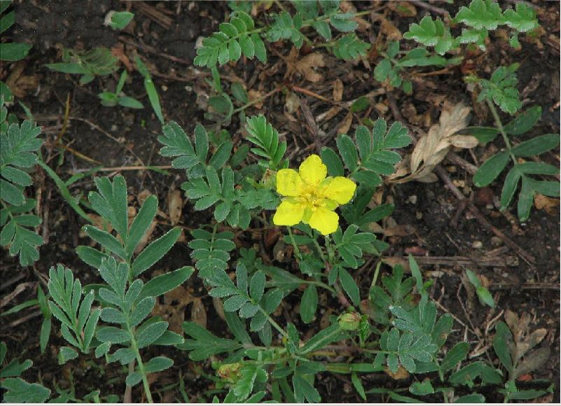  p>长叶二裂委陵菜(拉丁名:potentilla bifurca l. var. major ledeb.