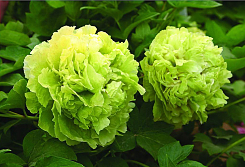 <p>菏泽绿牡丹