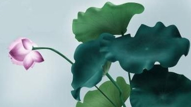 一花五叶_百度百科
