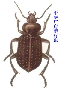 中华广肩步行虫