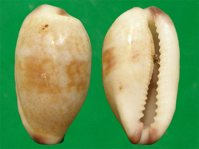  p>紫端宝螺(学名:purpuradusta fimbriata fimbriata)是腹足纲宝螺科