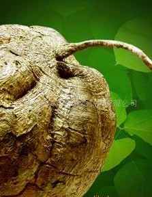 泰国野葛根是泰国的珍稀保护植物,在泰国被称为白高颗或白葛根,为