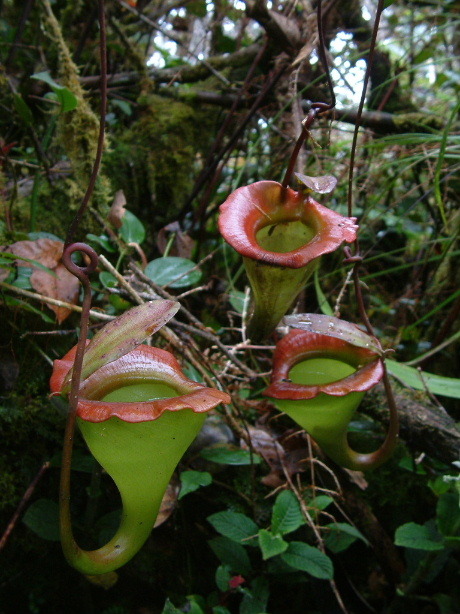  p>贾桂琳猪笼草是 a target="_blank" href="/item/苏门答腊/3445219