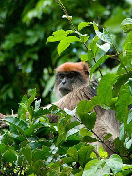  p>塔那河红疣猴(学名: i>piliocolobus rufomitratus /i>),又名塔纳