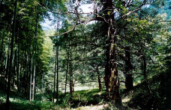 它是亚热带东北部边缘保存最好,林相最完整的唯一一片原始森林,内有