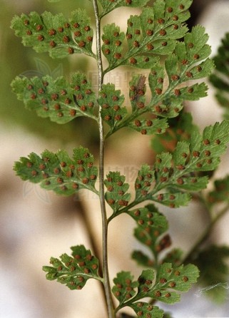  p>根状茎细长横走,直径1-2毫米,和叶柄基部同被褐色柔毛及少数灰褐色