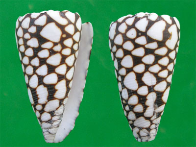  p>大理石芋螺(学名:conus marmoreus)网状花纹清晰,贝壳厚实.