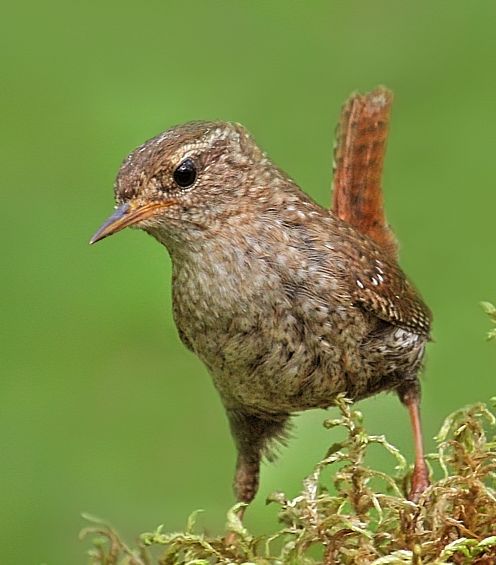  p>冬鹪鹩(学名: i>troglodytes troglodytes /i>):是一种小型 a