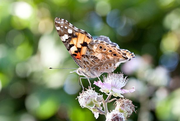  p>小红蛱蝶(学名: i>vanessa cardui /i>)是蛱蝶科红蛱蝶属的一种