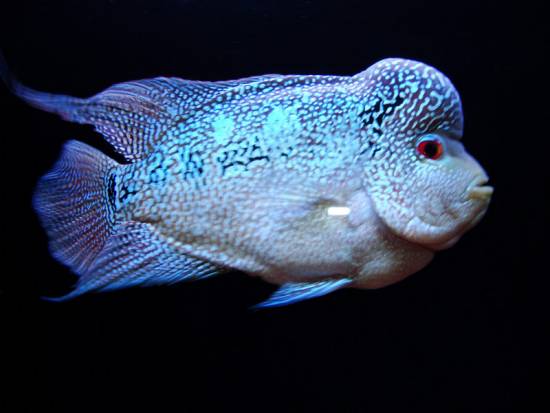  p>罗汉鱼也称为 a target="_blank" href="/i