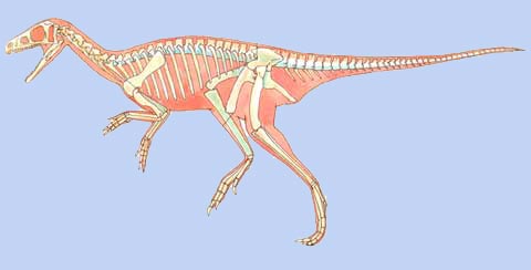  p>黑瑞龙(herrerasaurus)是距今约两亿三千万年前的三叠纪後期的初龙