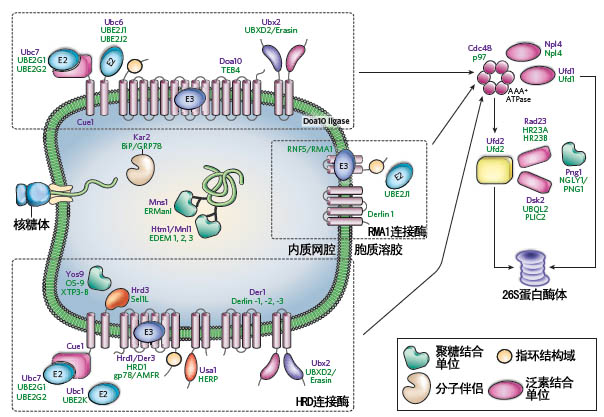 分子伴侣