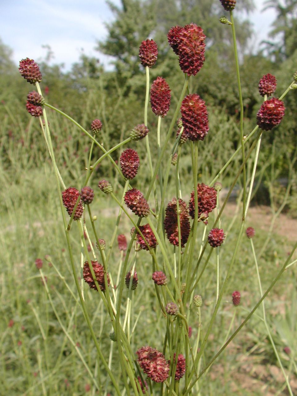 p>地榆属 (sanguisorba linn.