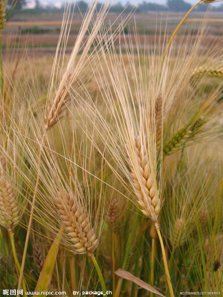  p>大麦属 (hordeum linn.