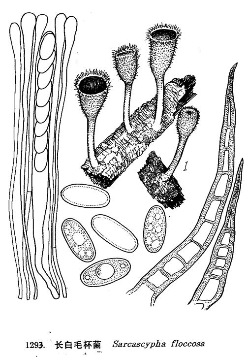  p>子囊盘似漏斗状或杯状,幼时边缘向内卷,直径接近1cm,子实层面粉