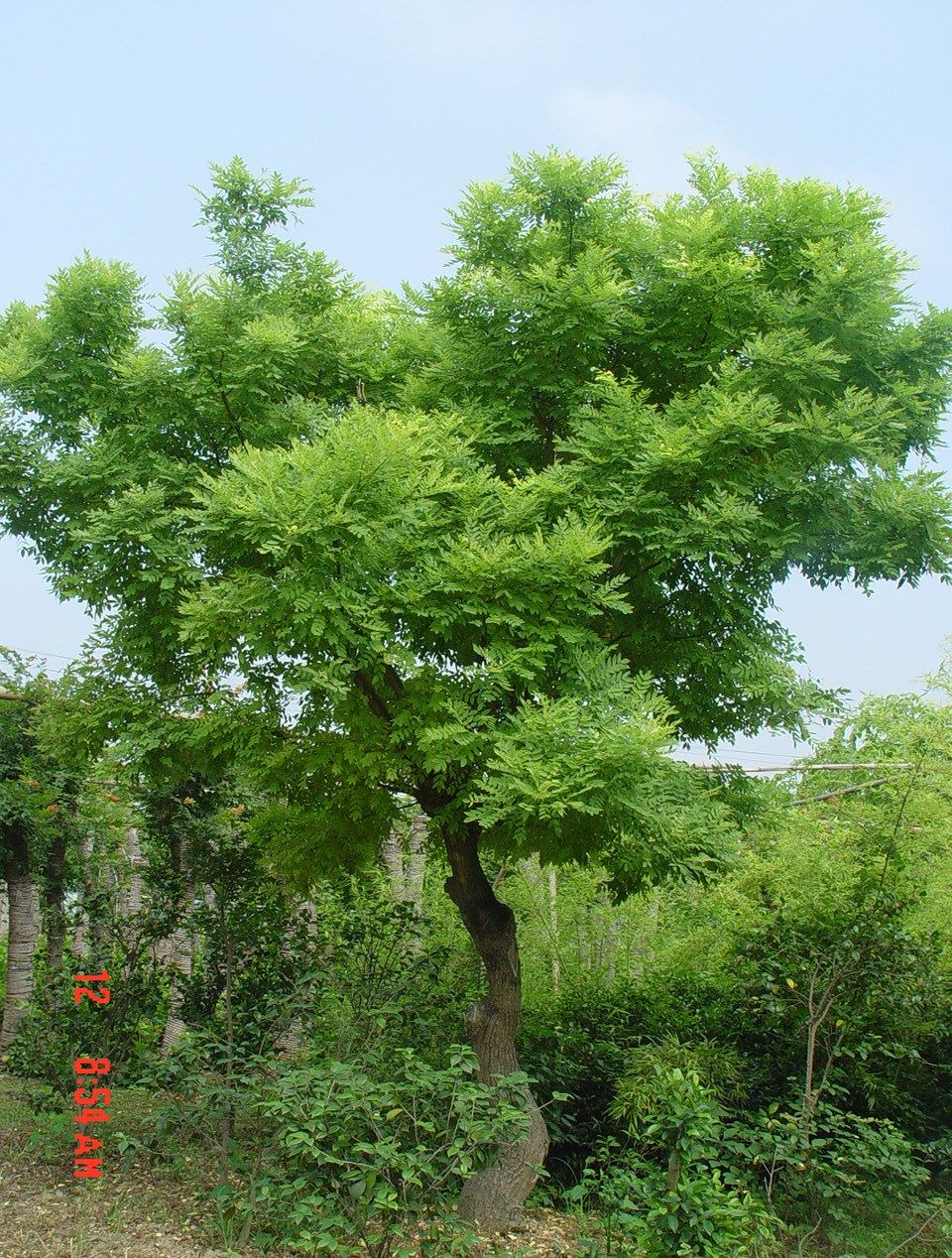 别名: a href="#">槐树 /a>, a href="#">槐蕊 /a>, a href="#">豆