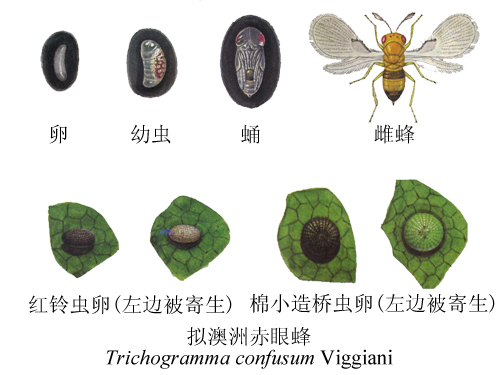 trichogramma confusum viggiani