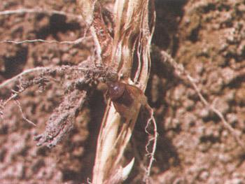  p>麦根蝽象,昆虫名,为半翅目,土蝽科.分布在华北,东北,西北及台湾.