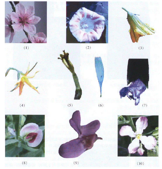  p>周位花(perigynous flower):花托呈杯状,子房仅以底部着生在杯状