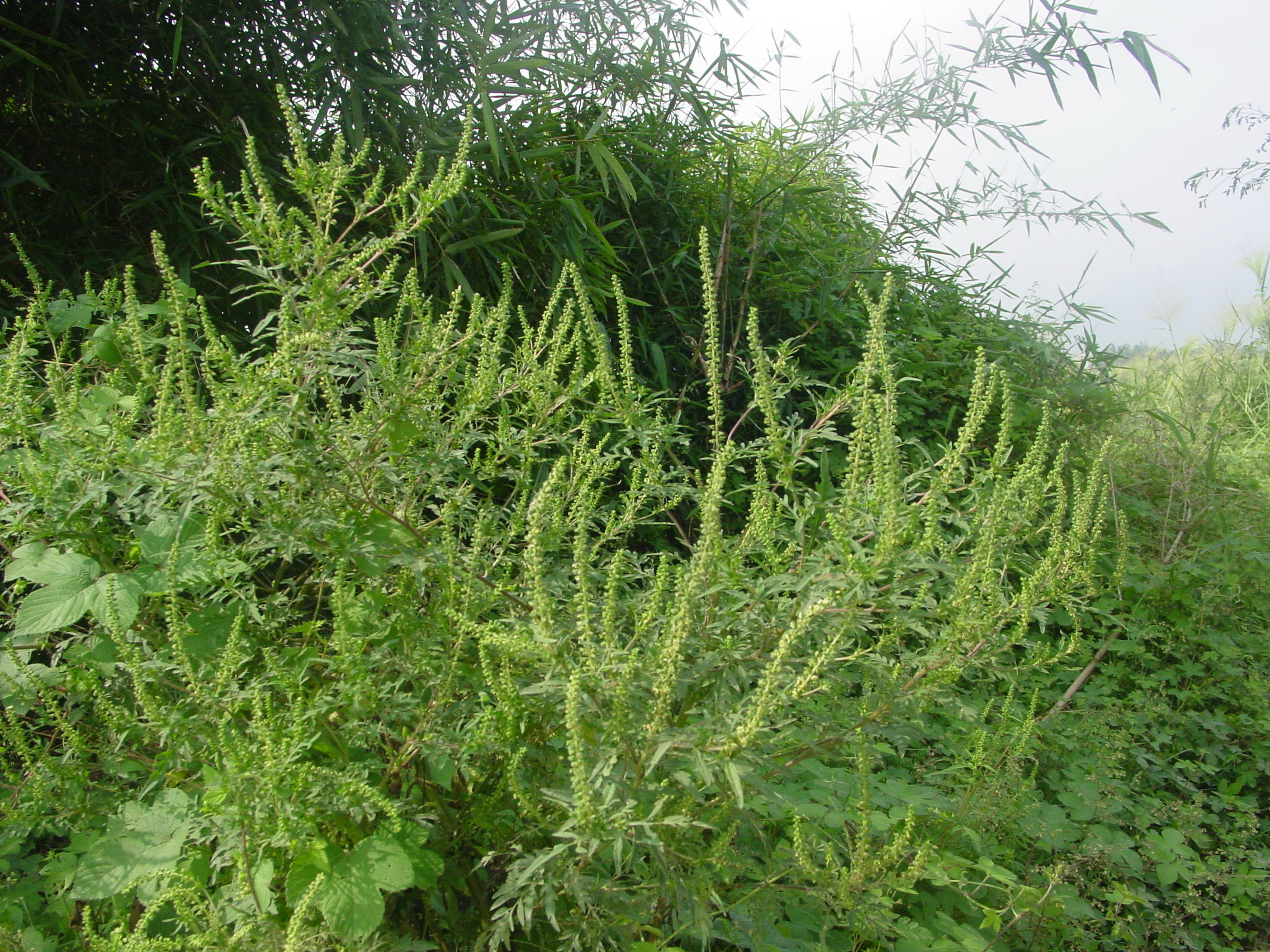  p>豚草(学名: i>ambrosia artemisiifolia /i>  l.