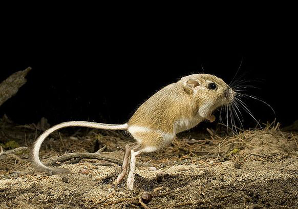 ords kangaroo rat