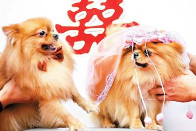 雄壮的婚礼进行曲,艳丽的婚纱礼服,红色的结婚证书,粉色的洞房,宠物