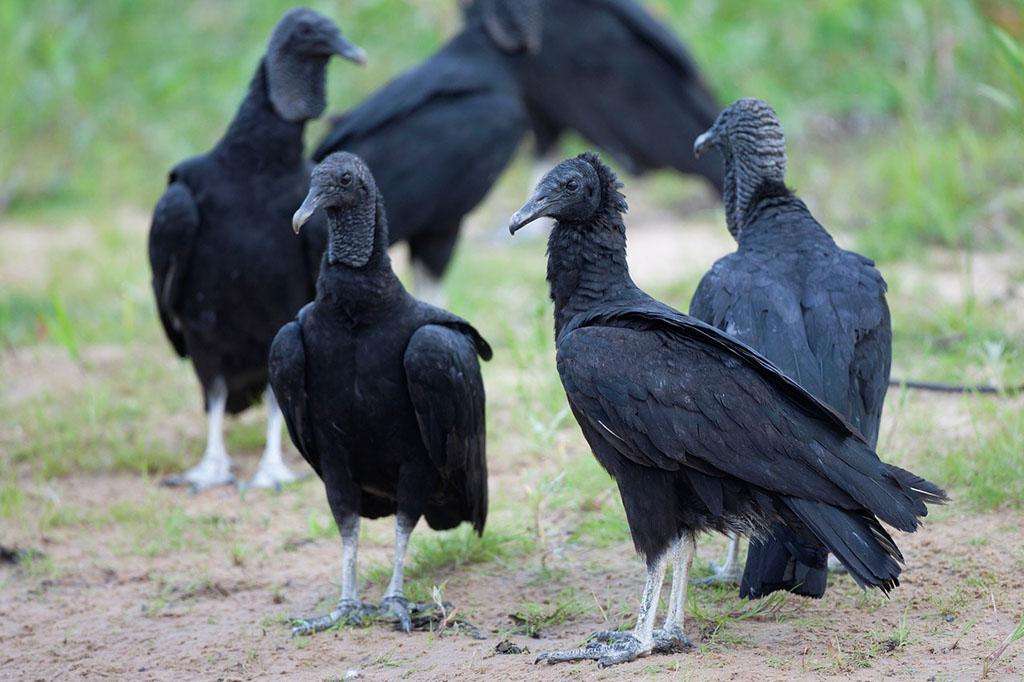 american black vulture