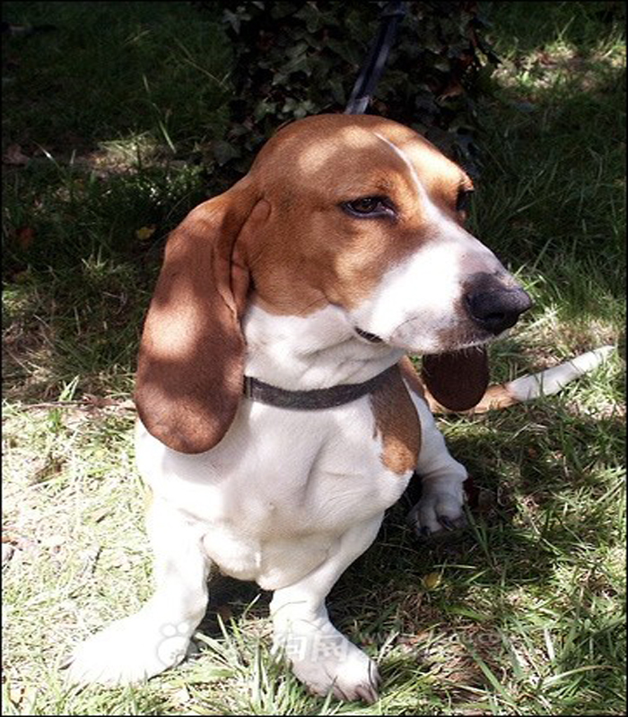 阿提桑诺曼底短腿犬
