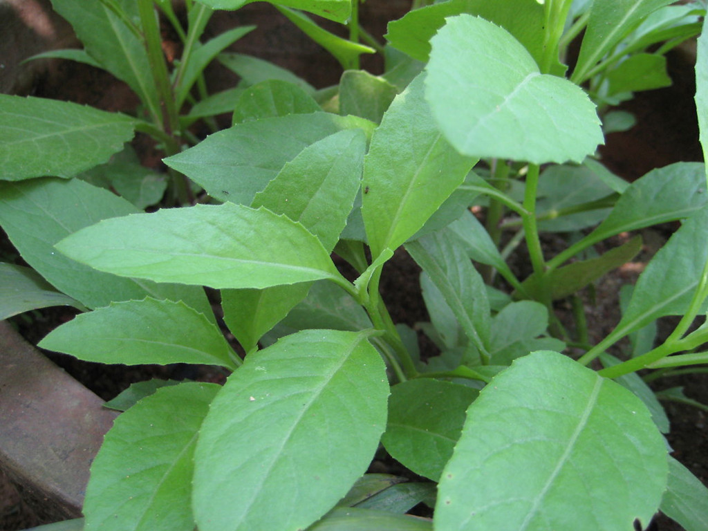  p>大金不换,中药名.