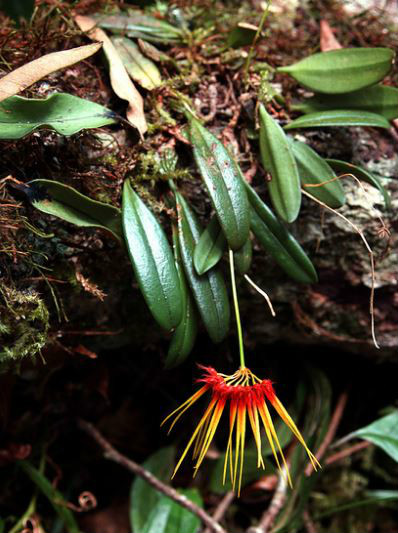  p>莲花卷瓣兰(学名: i>bulbophyllum hirundinis /i>  (gagnep.