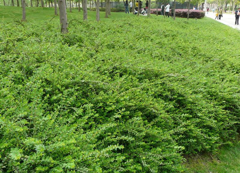  p>亮叶忍冬(学名: i>lonicera ligustrina var.