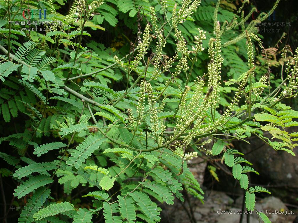  p>石莲子,中药名.