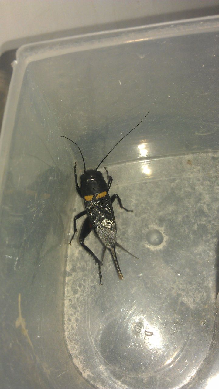  p>科名 蟋蟀科 /p> p>拉丁科名 gryllidae /p>